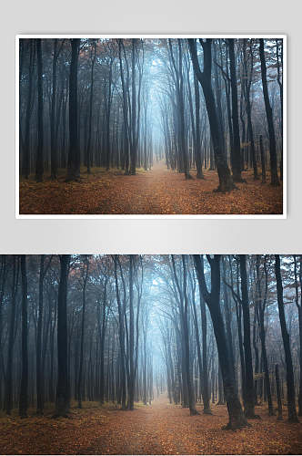 意境树叶土地树干清新薄雾森林图片