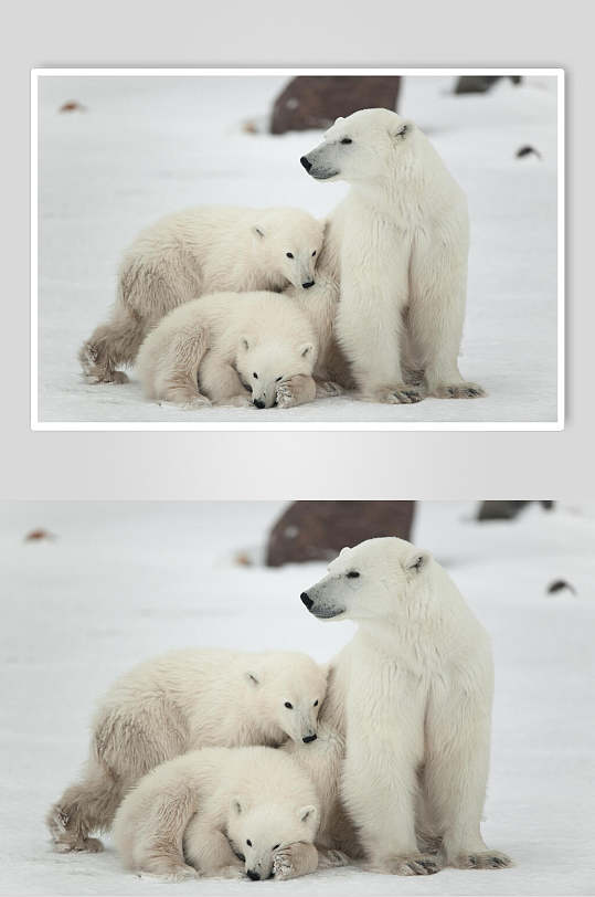 可爱北极熊生活图片