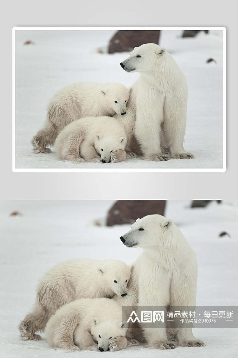 可爱北极熊生活图片素材