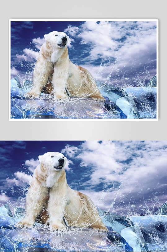 甩水北极熊生活图片