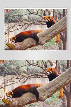 树干树上小熊猫图片