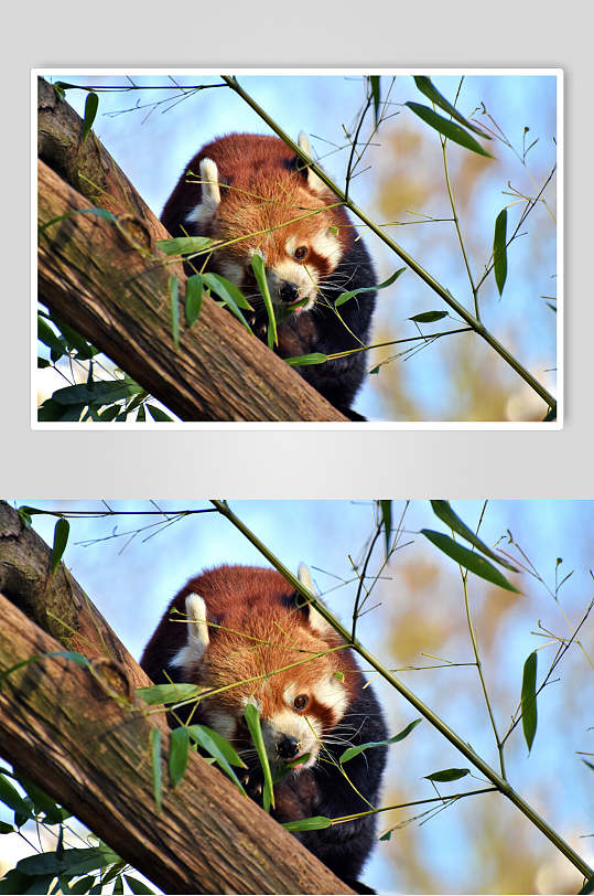 竹叶斜躺树上小熊猫图片