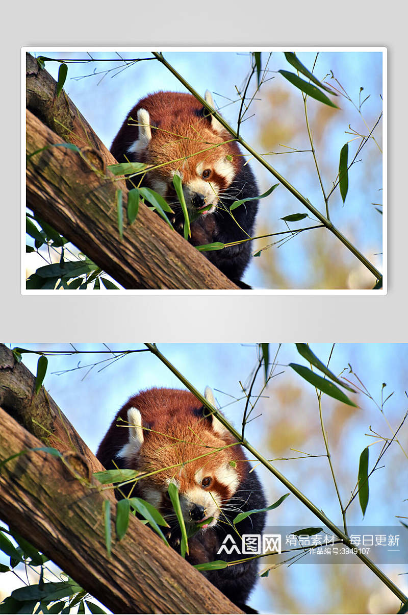 竹叶斜躺树上小熊猫图片素材