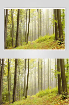 绿色薄雾森林图片
