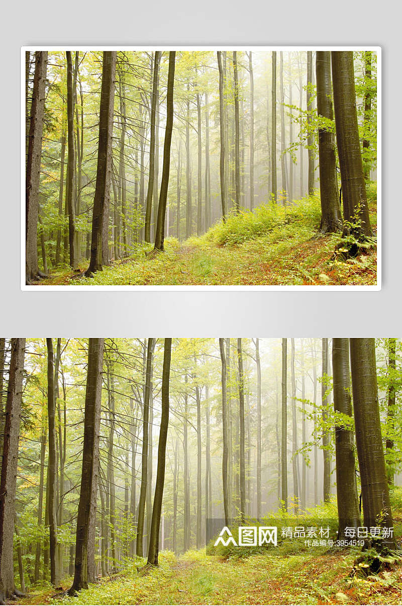 绿色薄雾森林图片素材