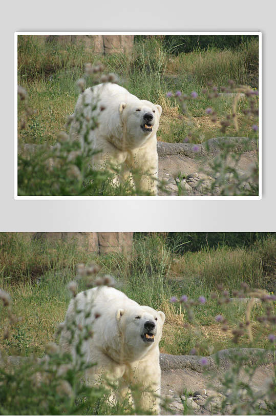 森林北极熊生活图片