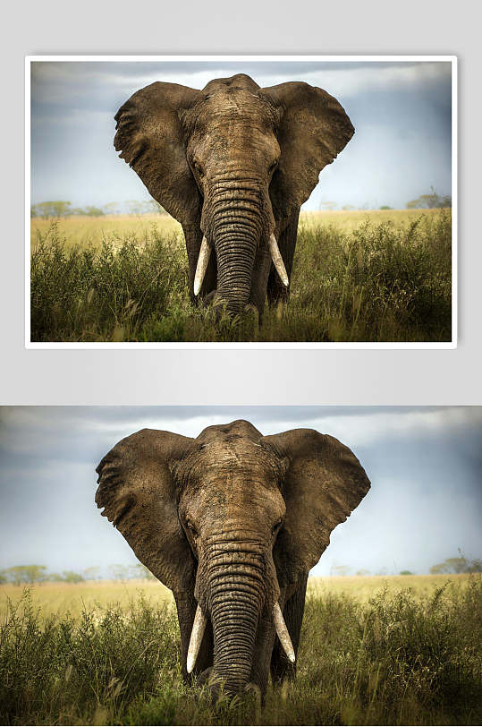 月牙草丛天空可爱清新野外大象图片