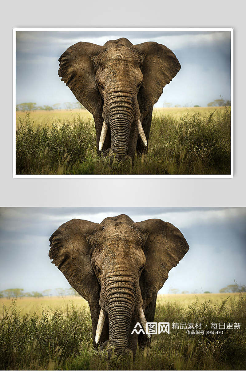 月牙草丛天空可爱清新野外大象图片素材