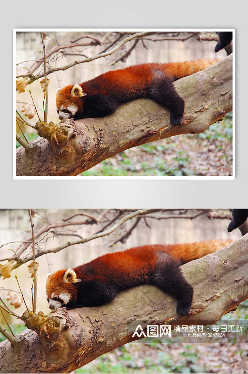 睡觉树上小熊猫图片素材