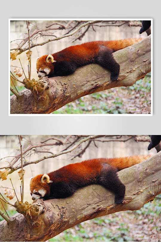 睡觉树上小熊猫图片
