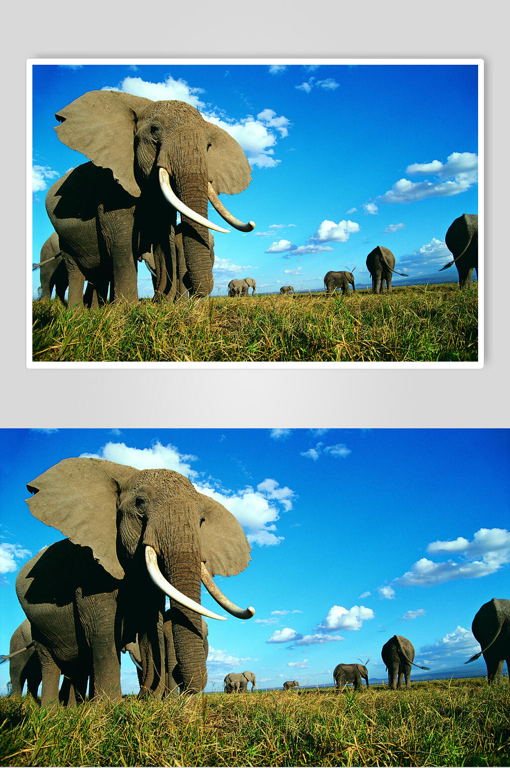 蓝天白云底下野外大象图片