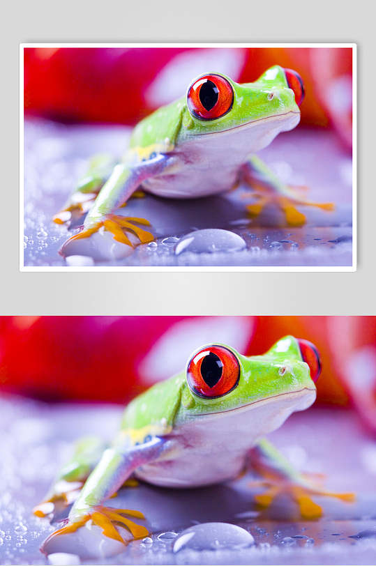 红色大眼睛青蛙树蛙图片