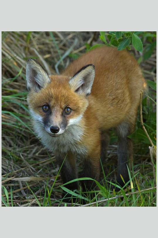 草地圆眼睛胡须可爱黄赤狐火狐图片
