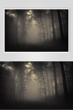 夜幕薄雾森林图片