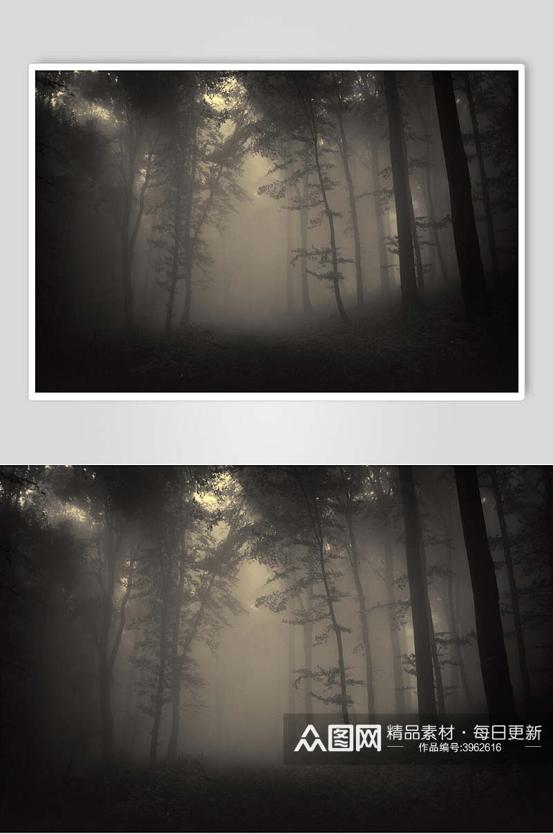 夜幕薄雾森林图片素材