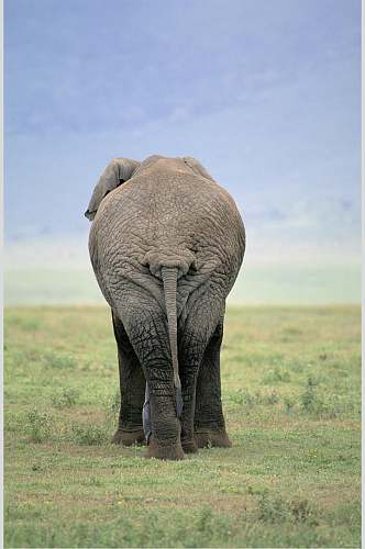 尾巴天空草坪可爱清新野外大象图片