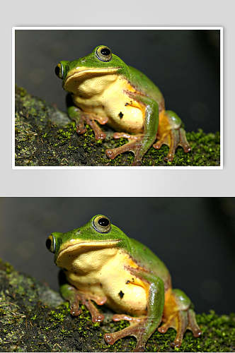 绿色青蛙树蛙可爱图片