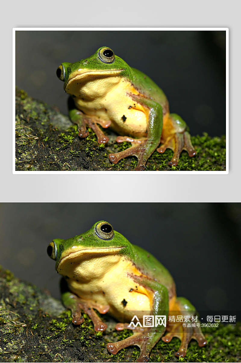 绿色青蛙树蛙可爱图片素材