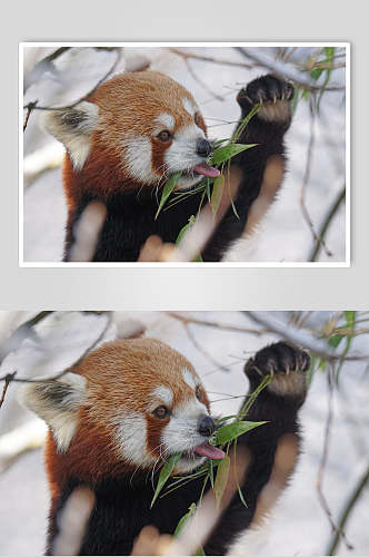 雪地吃叶子树上小熊猫图片