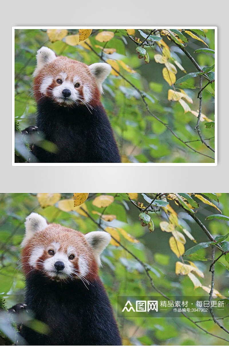 绿色树叶树林树上小熊猫图片素材