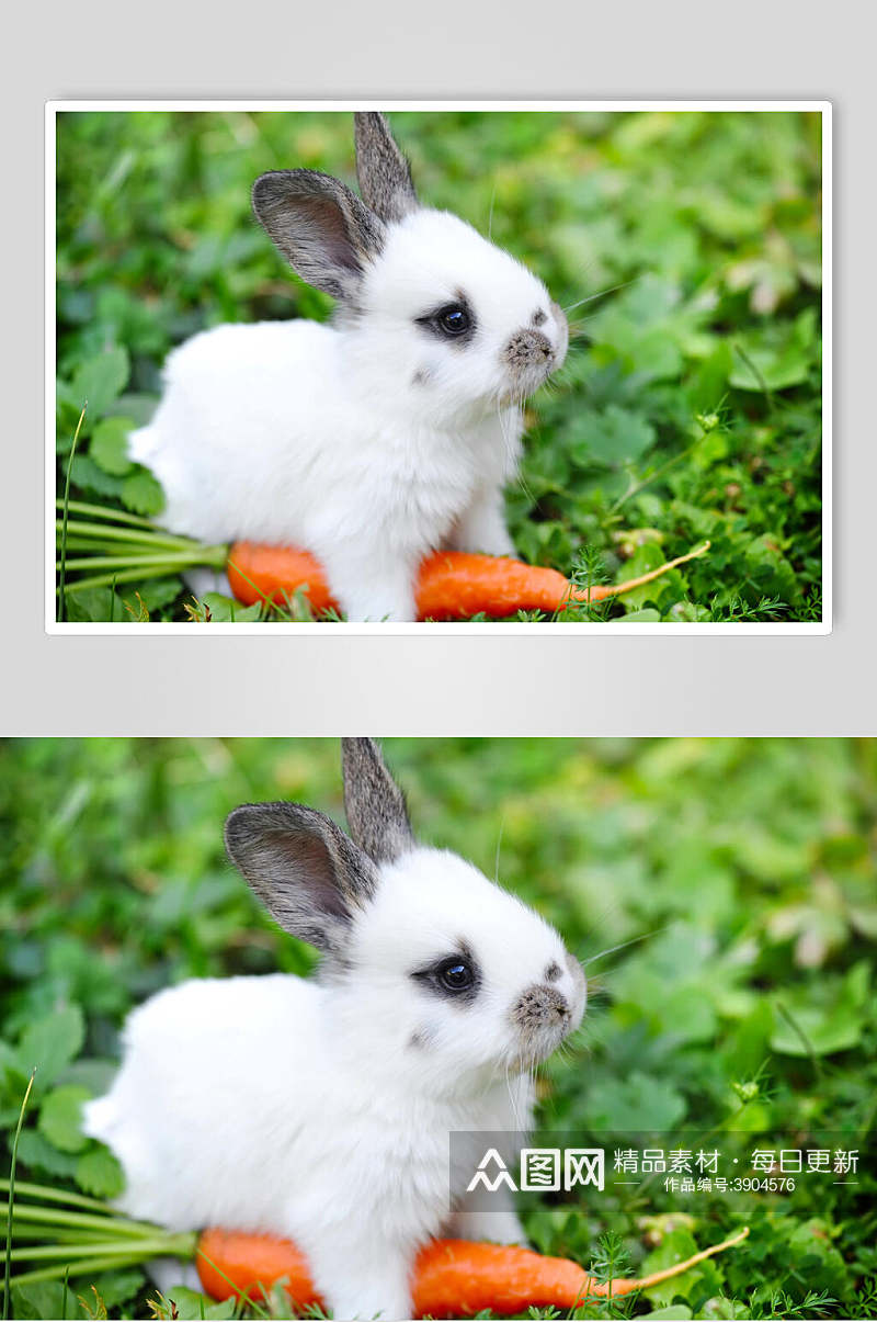 特写创意胡萝卜可爱兔子图片素材