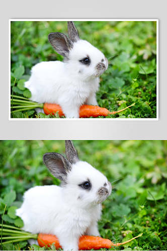 特写创意胡萝卜可爱兔子图片