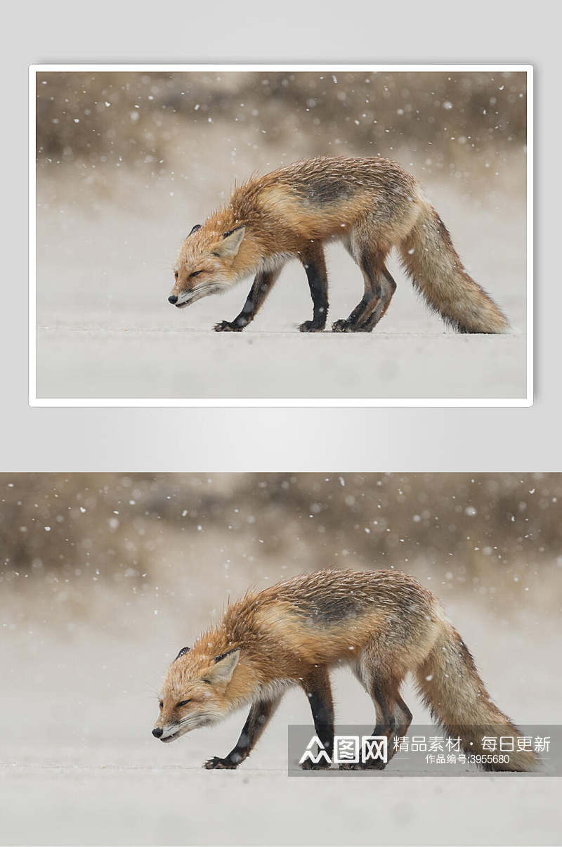 白雪飘落意境闭眼尾巴赤狐火狐图片素材