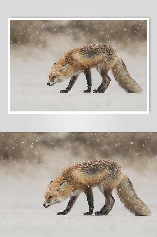 白雪飘落意境闭眼尾巴赤狐火狐图片