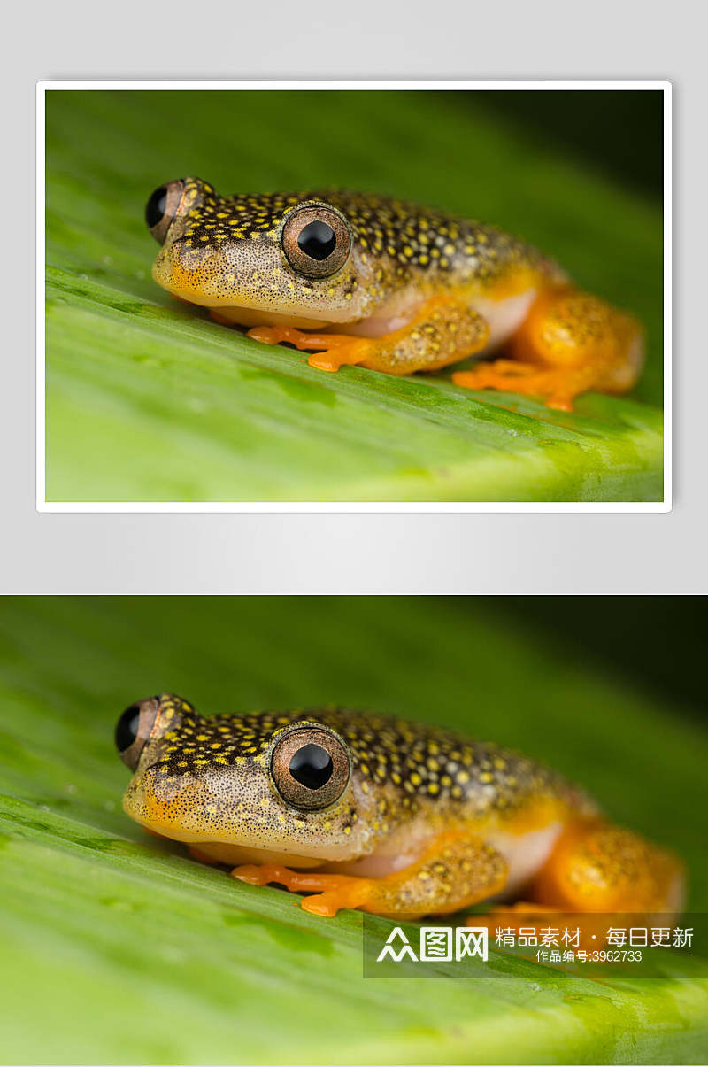 可爱黄色青蛙树蛙图片素材