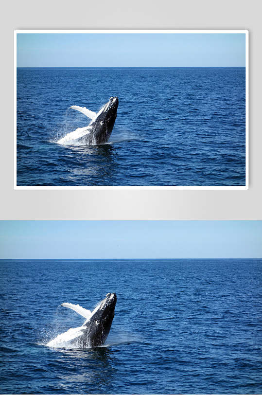 海面鲸鱼鲨鱼高端图片