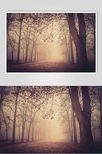 意境清新道路落叶树干薄雾森林图片