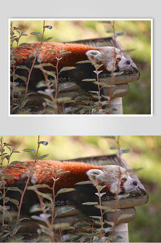 慵懒休息树上小熊猫图片