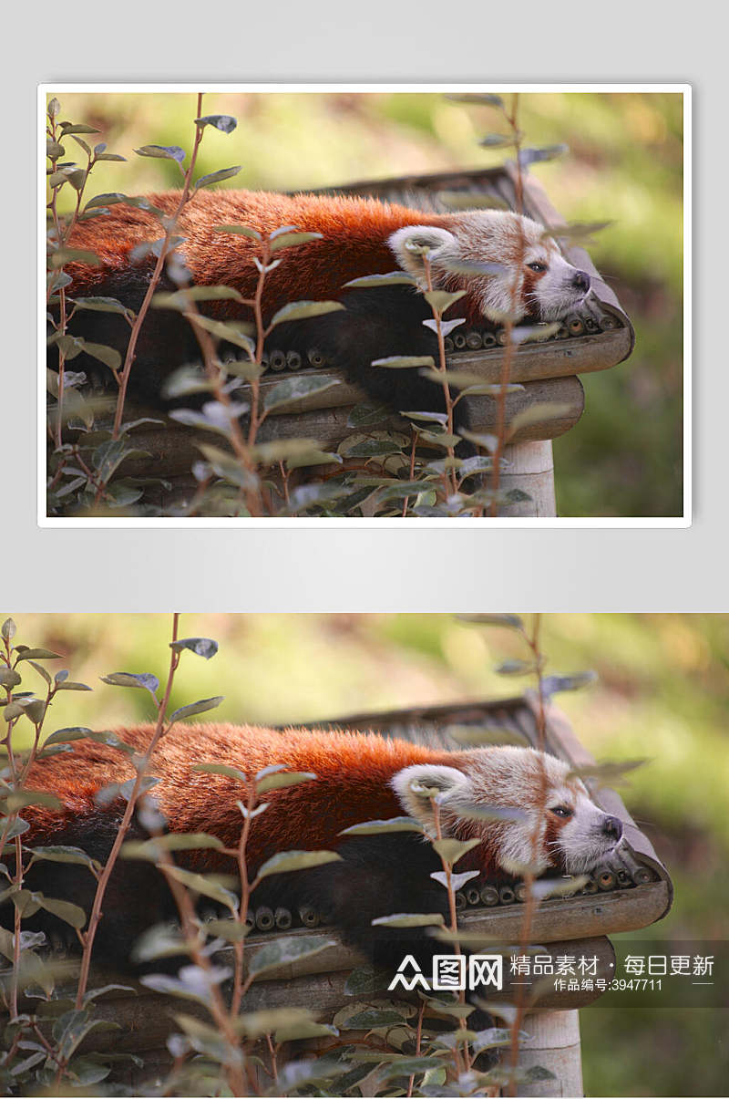 慵懒休息树上小熊猫图片素材
