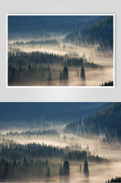 树木意境环绕静谧蓝绿薄雾森林图片