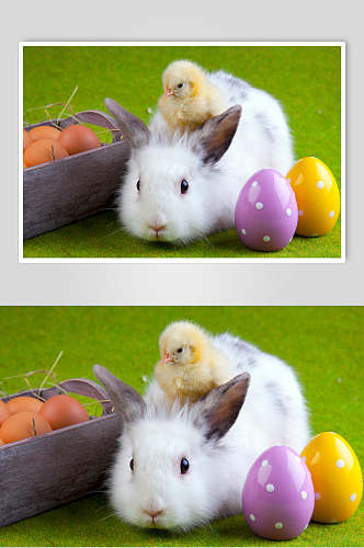 可爱兔子小鸡图片摄影图