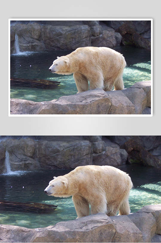 简约大气北极熊生活图片