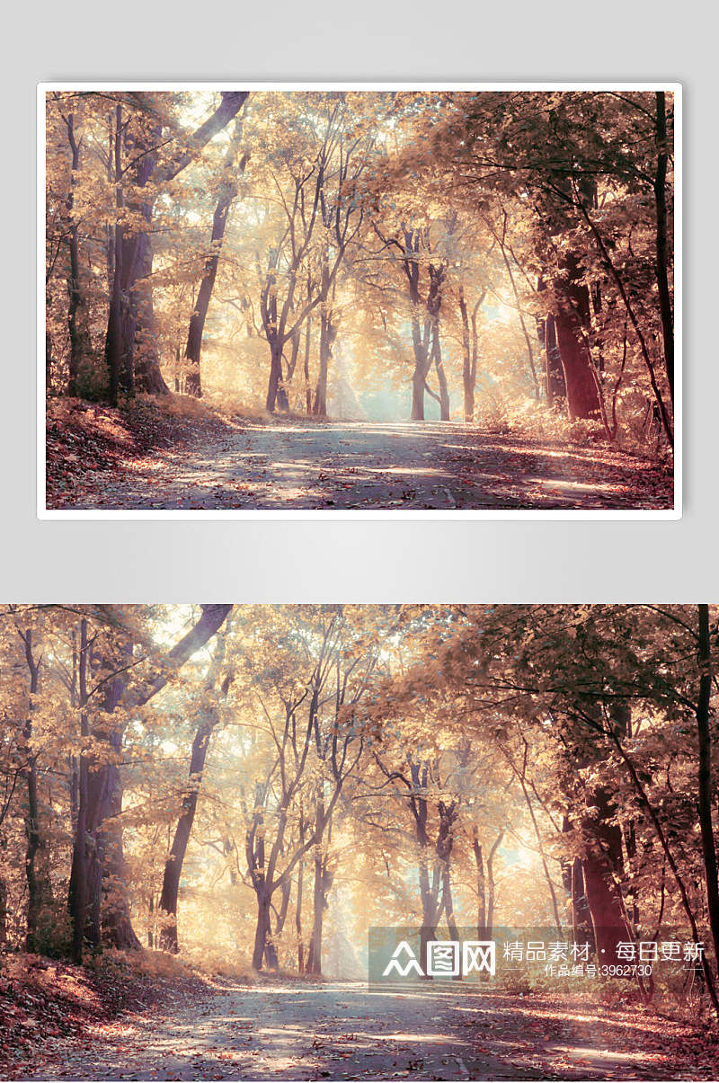 午后阳光薄雾森林图片素材