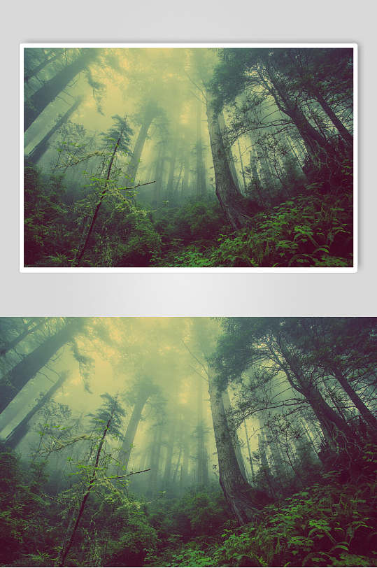 意境清新草丛树木绿色薄雾森林图片