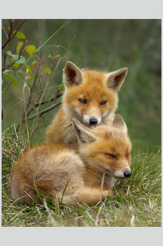 两只可爱的小赤狐火狐图片