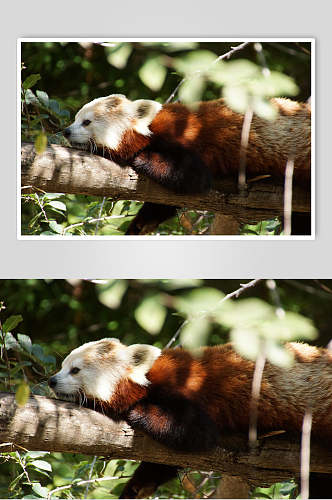 可爱树上小熊猫图片
