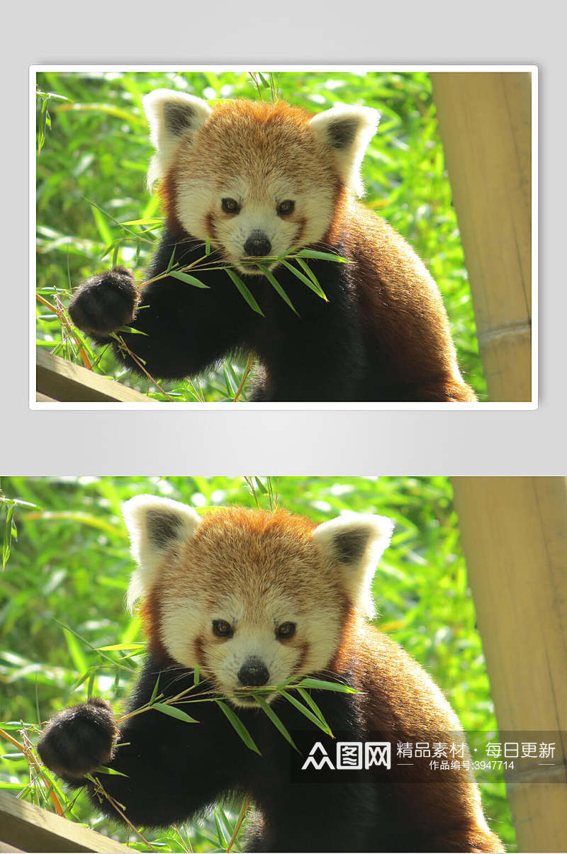 吃竹叶开心树上小熊猫图片素材