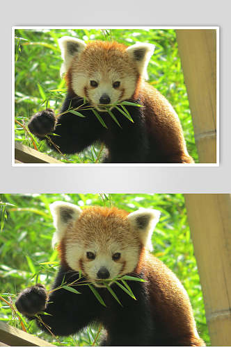 吃竹叶开心树上小熊猫图片