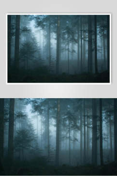 意境静谧树干叶子光亮薄雾森林图片