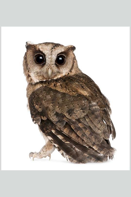 大眼睛可爱猫头鹰图片