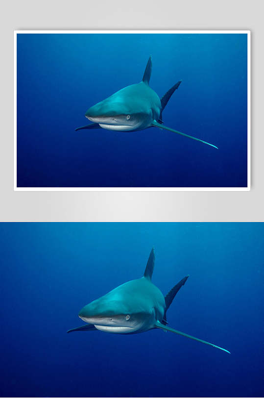 简洁鲸鱼鲨鱼图片