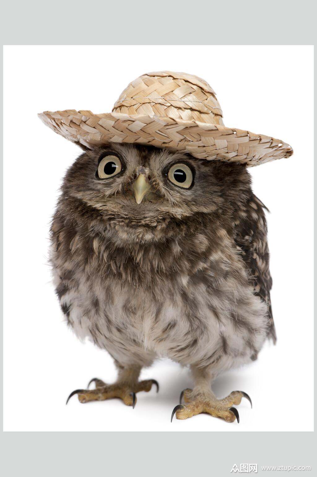 猫头鹰戴帽子图片素材