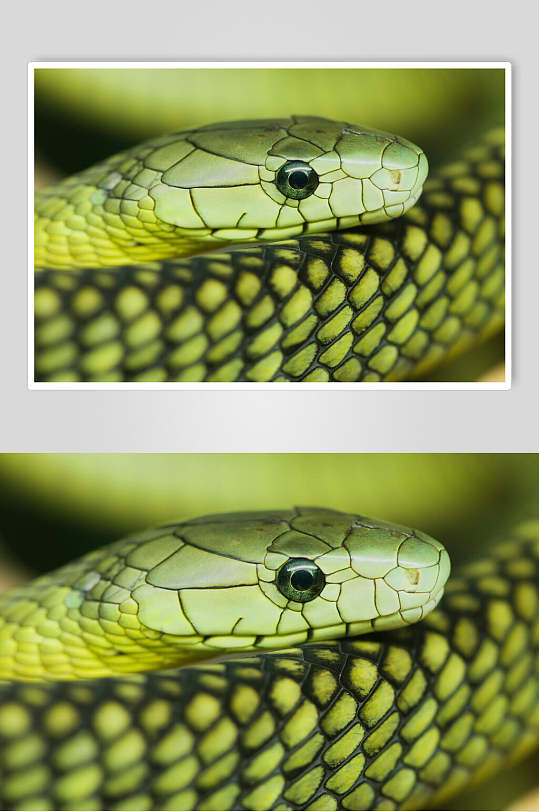 凶猛蛇图片-众图网