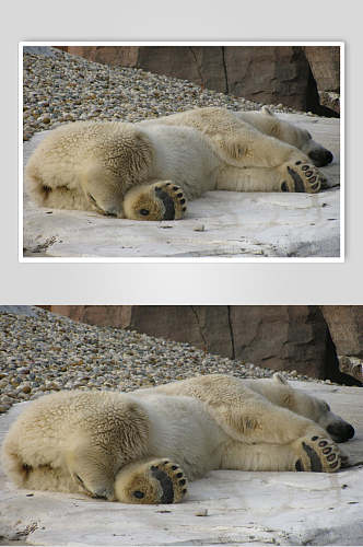 创意可爱大气北极熊生活图片