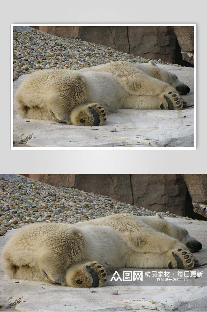 创意可爱大气北极熊生活图片素材