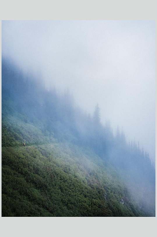 山间植物意境清新绿色薄雾森林图片